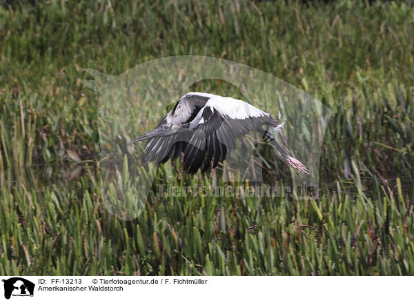 Amerikanischer Waldstorch / American wood ibis / FF-13213