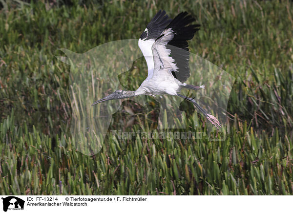 Amerikanischer Waldstorch / American wood ibis / FF-13214