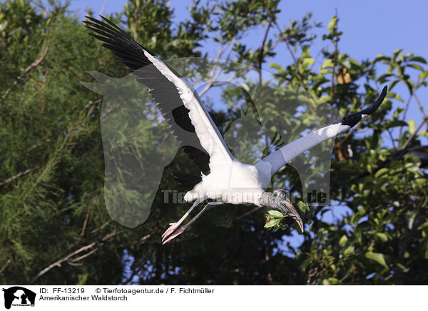 Amerikanischer Waldstorch / American wood ibis / FF-13219