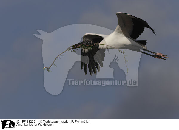 Amerikanischer Waldstorch / American wood ibis / FF-13222