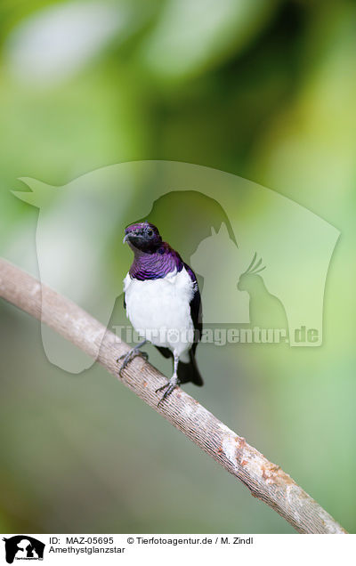 Amethystglanzstar / violet-backed starling / MAZ-05695