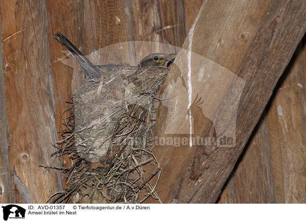 Amsel brtet im Nest / brooding blackbird / AVD-01357