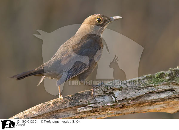 Amsel / blackbird / SO-01260