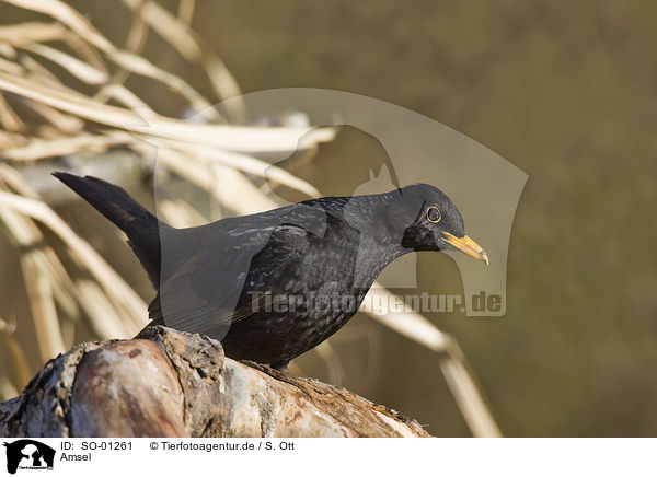 Amsel / blackbird / SO-01261