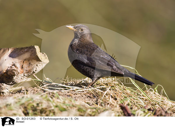 Amsel / blackbird / SO-01263