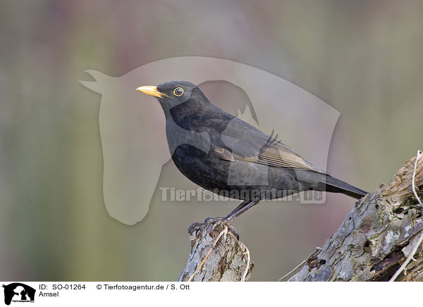 Amsel / blackbird / SO-01264