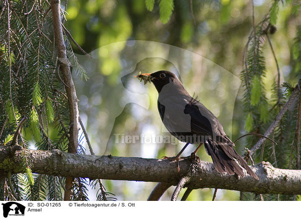 Amsel / SO-01265