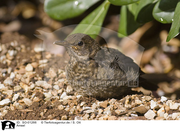 Amsel / blackbird / SO-01266