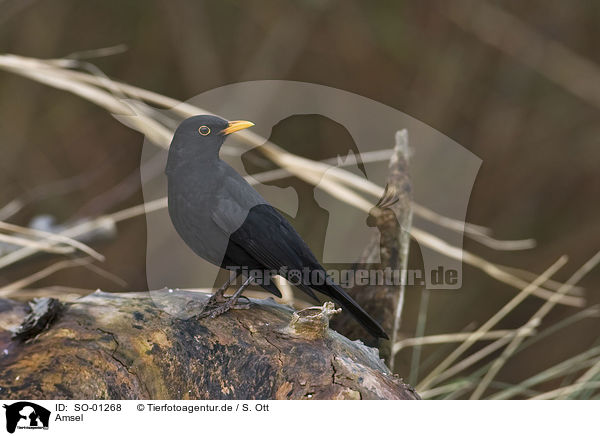 Amsel / blackbird / SO-01268