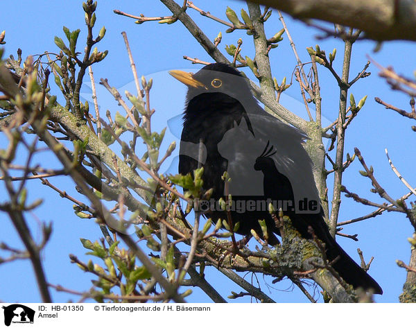 Amsel / common blackbird / HB-01350
