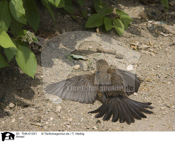Amsel / blackbird / THA-01341