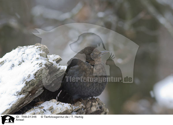 Amsel / THA-01346