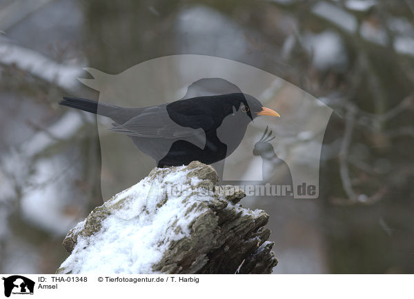 Amsel / THA-01348