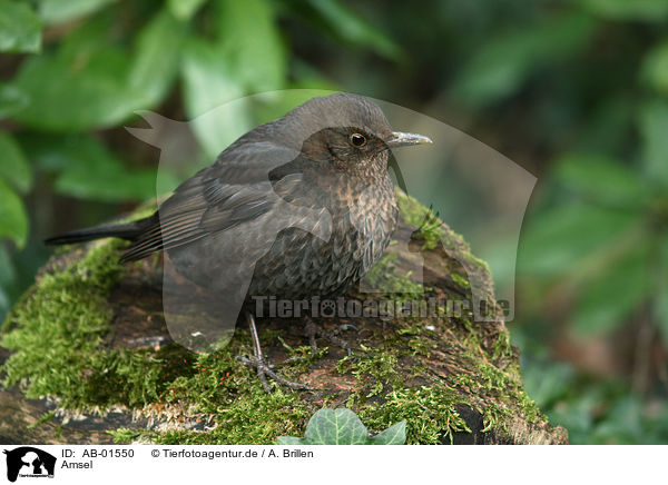 Amsel / AB-01550