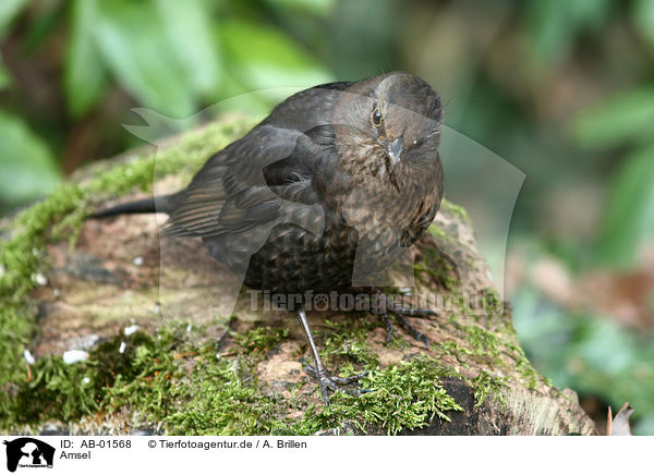 Amsel / AB-01568