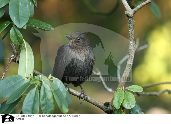 Amsel / AB-01614