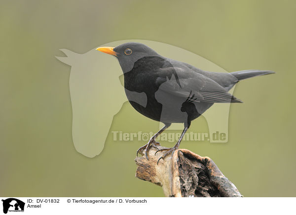 Amsel / DV-01832