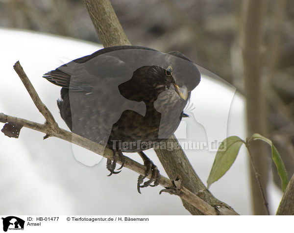 Amsel / HB-01477