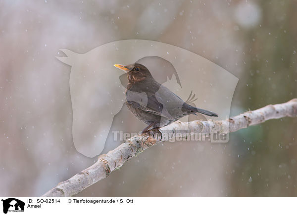 Amsel / SO-02514