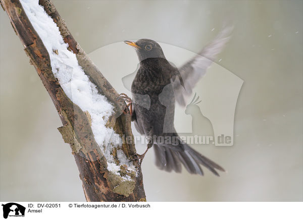 Amsel / common blackbird / DV-02051