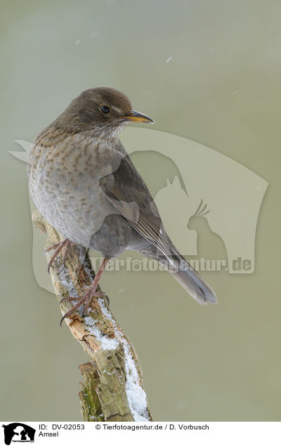 Amsel / DV-02053