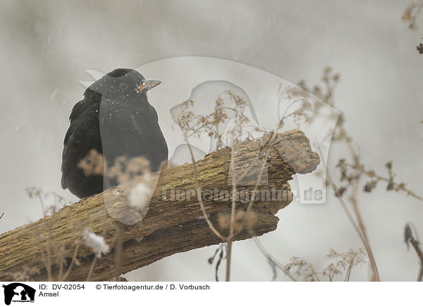 Amsel / common blackbird / DV-02054