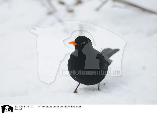 Amsel / common blackbird / DMS-04103