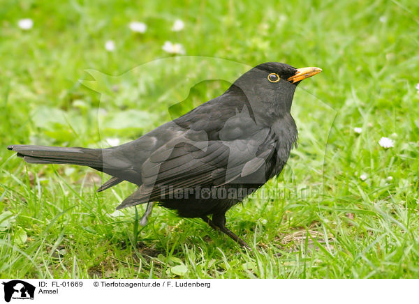 Amsel / common blackbird / FL-01669