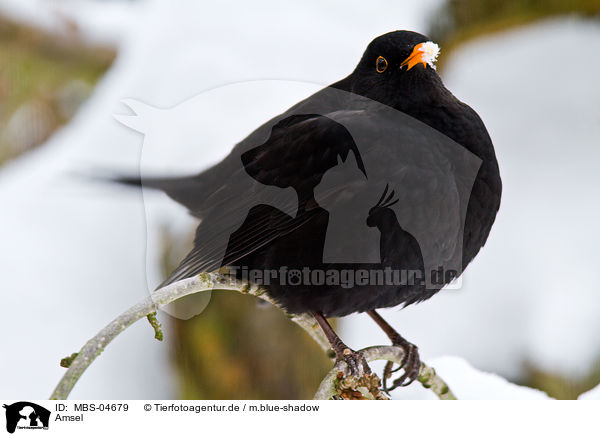 Amsel / common blackbird / MBS-04679