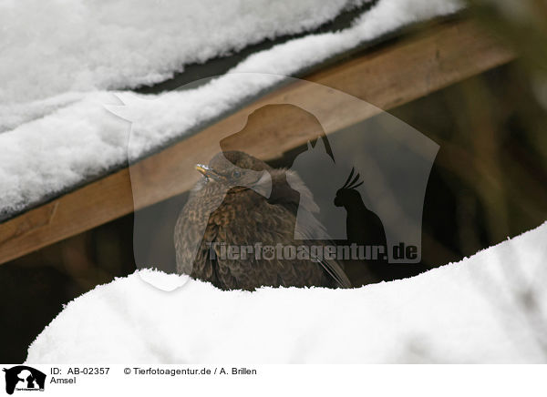 Amsel / AB-02357