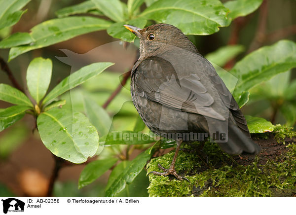 Amsel / common blackbird / AB-02358