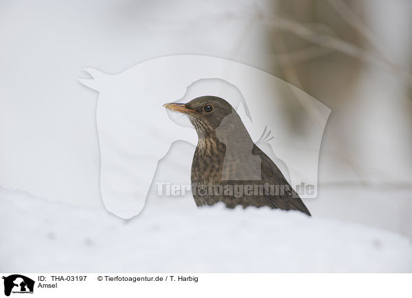 Amsel / THA-03197