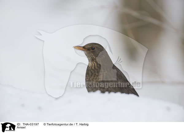 Amsel / common blackbird / THA-03197