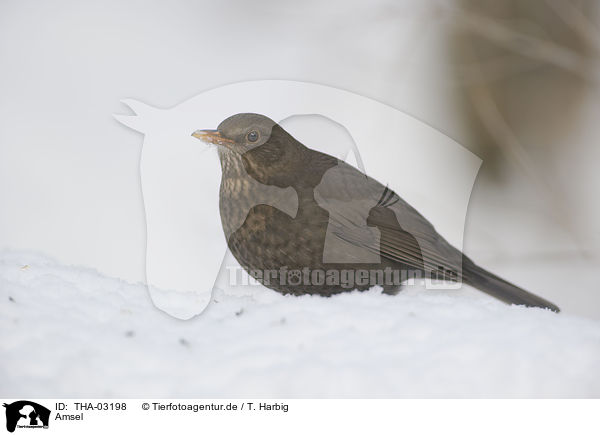 Amsel / common blackbird / THA-03198