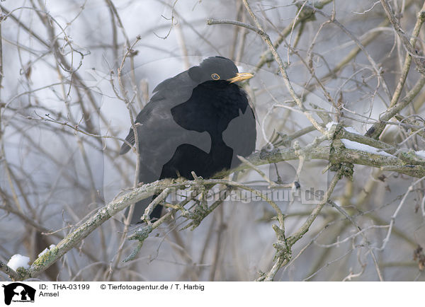 Amsel / common blackbird / THA-03199
