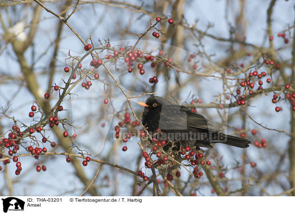 Amsel / common blackbird / THA-03201