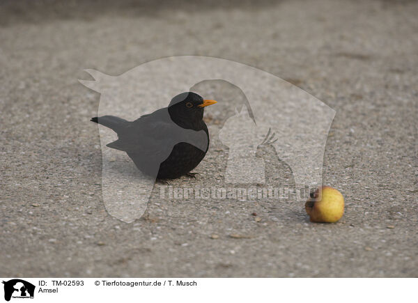 Amsel / TM-02593