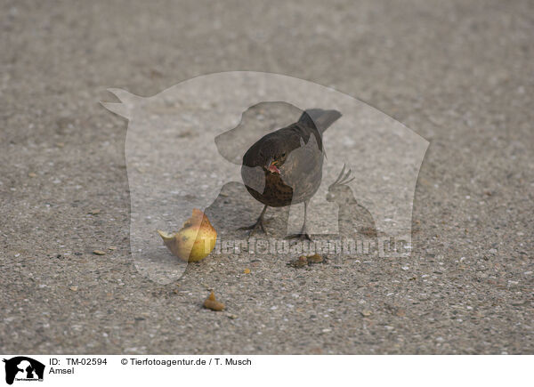 Amsel / TM-02594