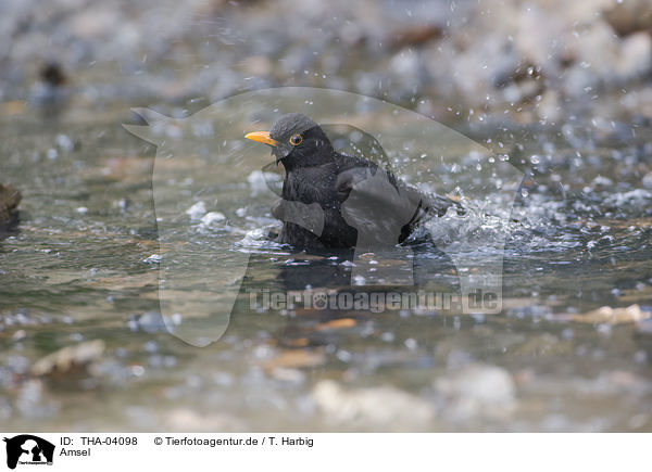 Amsel / THA-04098