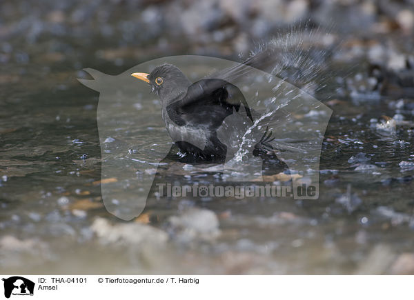 Amsel / THA-04101