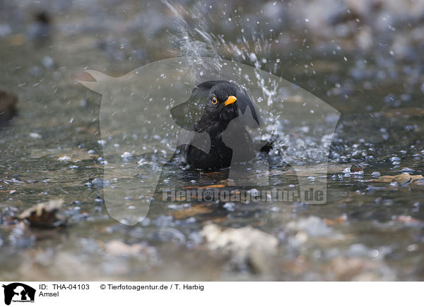 Amsel / THA-04103