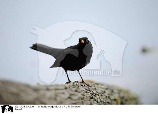 Amsel / DMS-07296