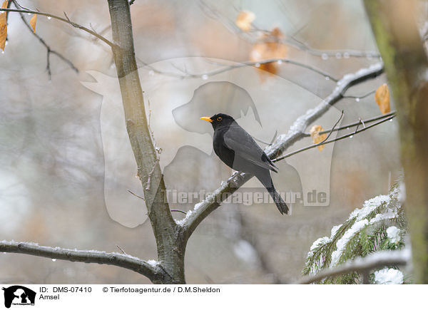 Amsel / common blackbird / DMS-07410