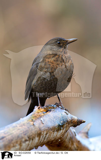 Amsel / SO-02658