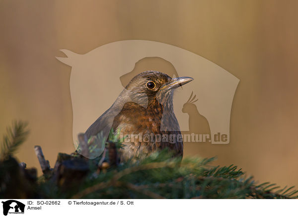 Amsel / SO-02662