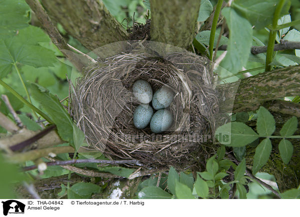 Amsel Gelege / common blackbird eggs / THA-04842