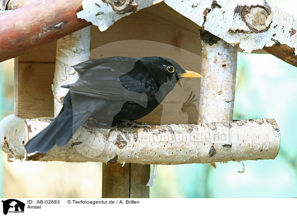 Amsel / common blackbird / AB-02883