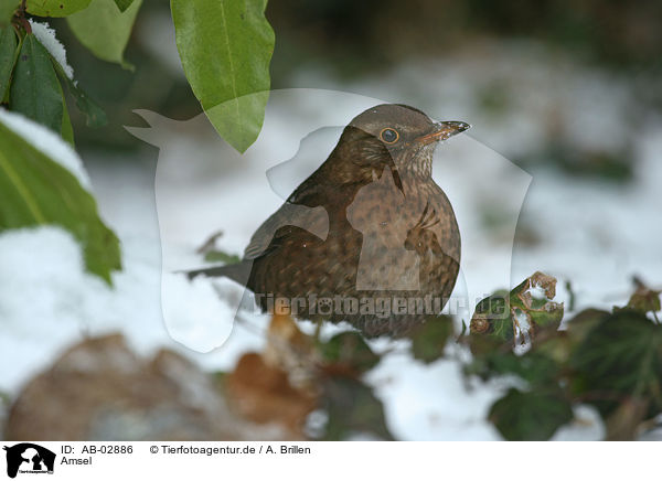 Amsel / AB-02886