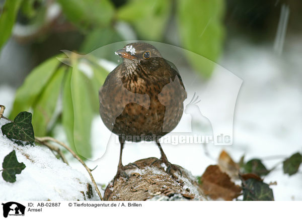 Amsel / AB-02887