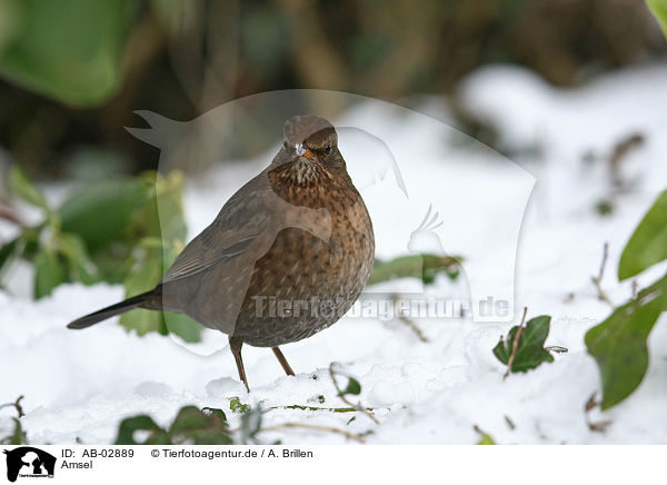 Amsel / common blackbird / AB-02889